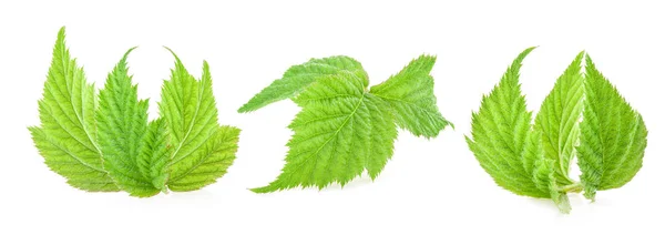 Raspberry leaf isolated on white background — Stock Photo, Image