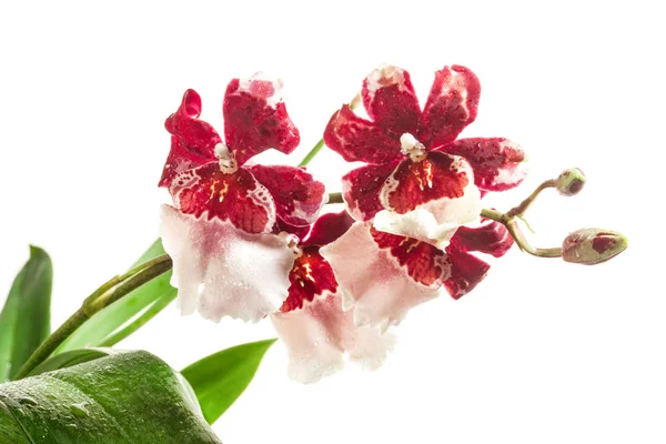 Cambria Orkide veya Vuylstekeara Orkide beyaz backgrou izole — Stok fotoğraf