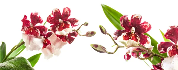 Cambria Orchidee oder vuylstekeara Orchidee isoliert auf weißem Hintergrund — Stockfoto