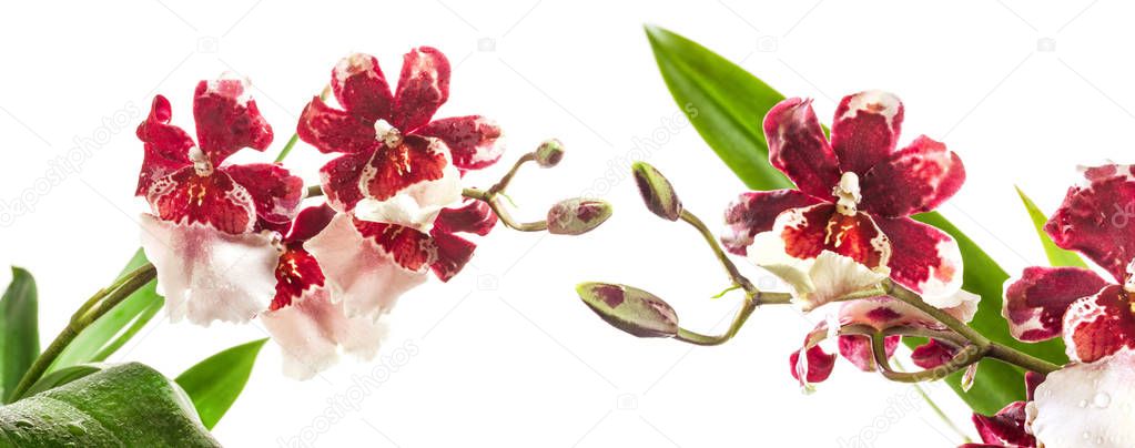 Cambria Orchid or Vuylstekeara Orchid isolated on white backgrou