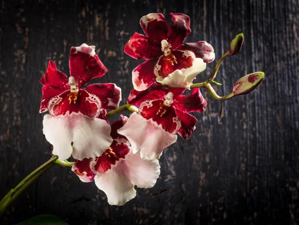 Orquídea cambria — Fotografia de Stock