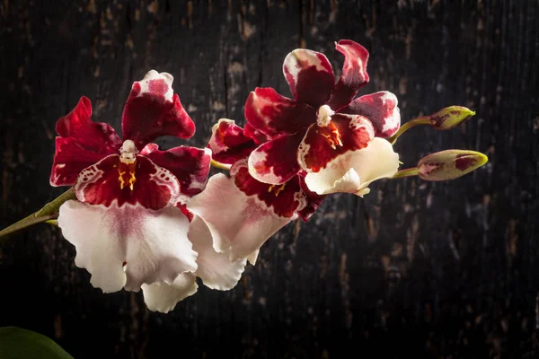 Orquídea cambria — Fotografia de Stock