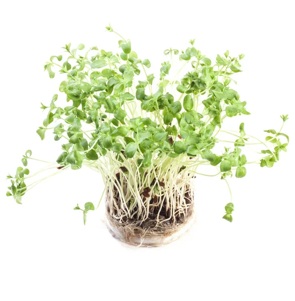 Groeiende Micro Greens Witte Achtergrond — Stockfoto