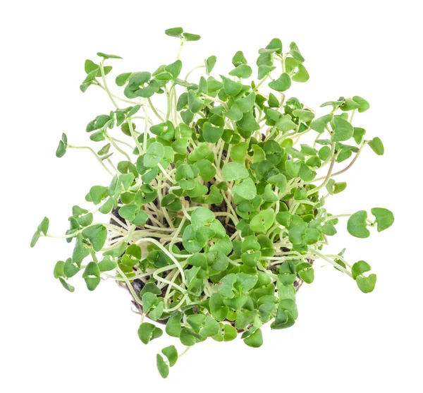 Jeunes Plants Basilic Microgreens Vue Dessus Feuilles Cotylédons Ocimum Basilicum — Photo