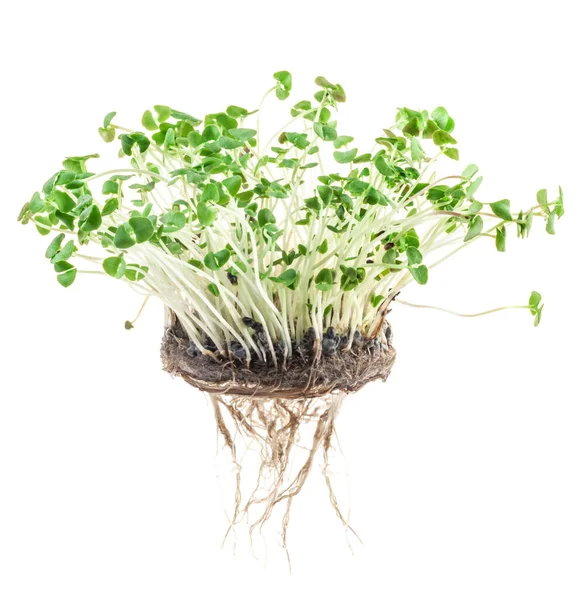 Sprouted Nasiona Bazylii Microgreens Wegańskie Zdrowe Jedzenie Kiełkowanie Nasion Domu — Zdjęcie stockowe
