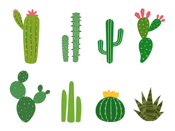 Ensemble Vectoriel Collections Cactus Isolé Sur Fond Blanc — Image vectorielle