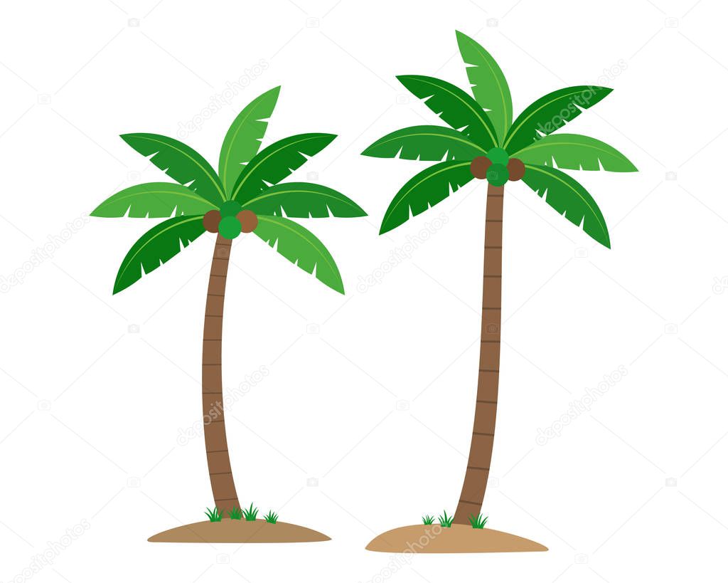 Coconut palm trees isolated on white background - Vector illustration