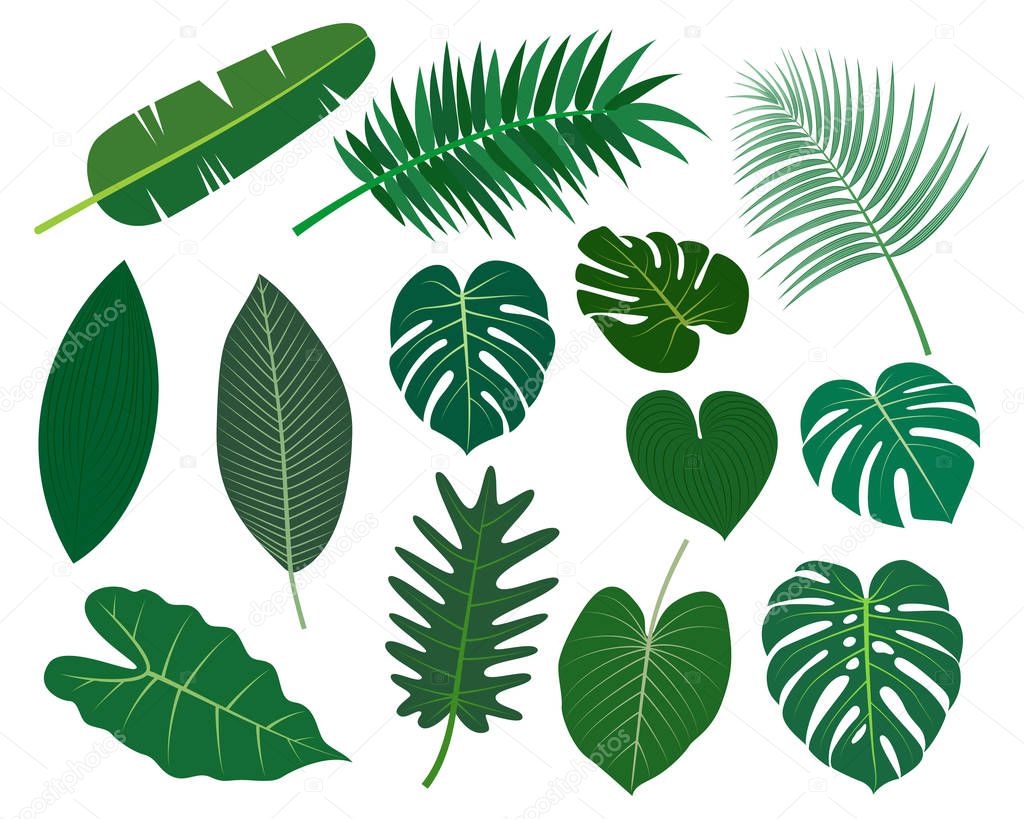 Collection of tropical leaves vector set isolated on white background -  Vector illustration