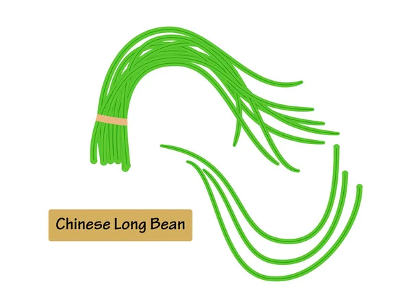 Vector Illustration Chinese Long Bean Isolated White Background — Stock Vector