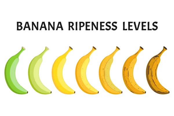 Banán Érettség Szint Vektor Készlet Izolált Fehér Háttér — Stock Vector