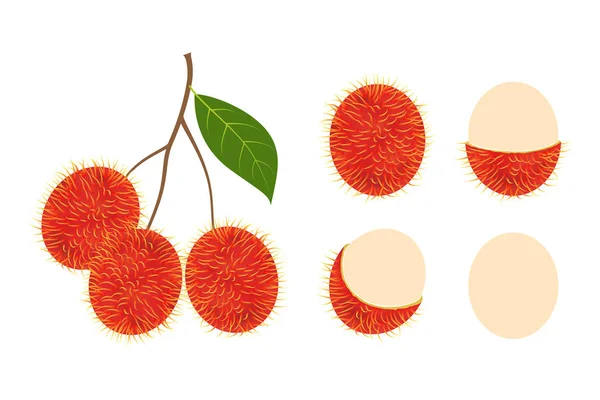 Frischer Rambutan Fruchtvektor Isoliert Auf Weißem Hintergrund Vektorillustration — Stockvektor