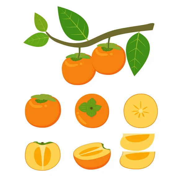 Vector Illustratie Van Verse Persimmon Fruit Vector Set Geïsoleerd Witte — Stockvector