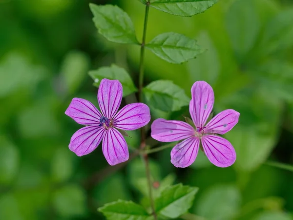pink twins flowers front of natural green blurry background