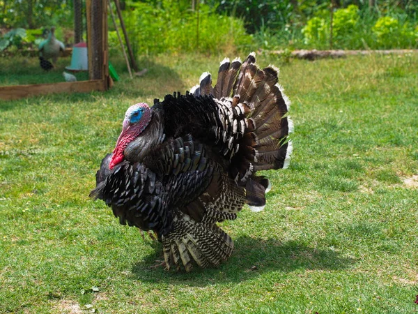 Pavo Libre Caminando Del Jardín Del Pueblo Pavo Macho — Foto de Stock