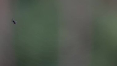 Küçük örümcek web avcılık böcekler için bina.
