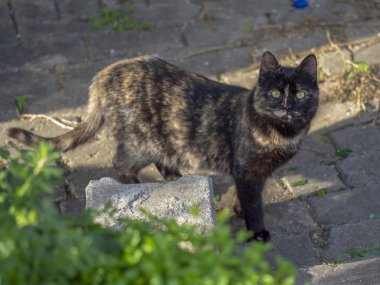 Sana bakarken siyah ve turuncu şirin sokak kedi
