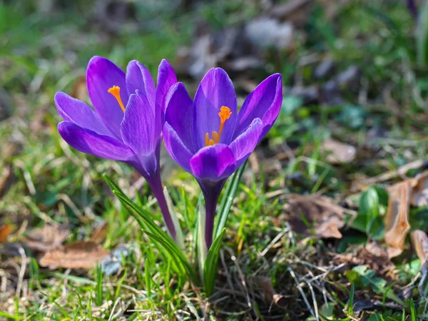 Twins purple saffron flowers on the green field