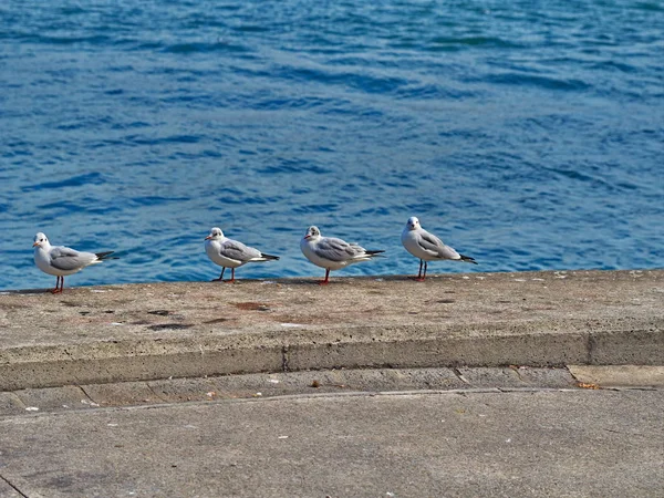 Чайки ждут на берегу моря — стоковое фото