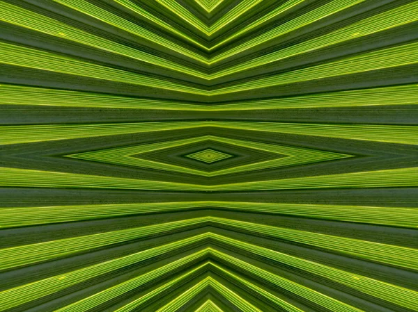 Taze yeşil palmiye yaprağı kare desen — Stok fotoğraf