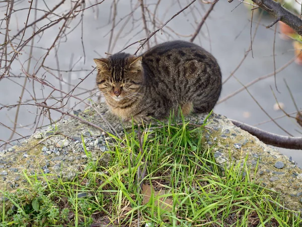 Gato dormindo na borda do penhasco — Fotografia de Stock