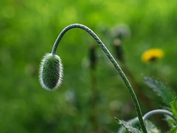 Poppy wacht op het openen van de dag — Stockfoto