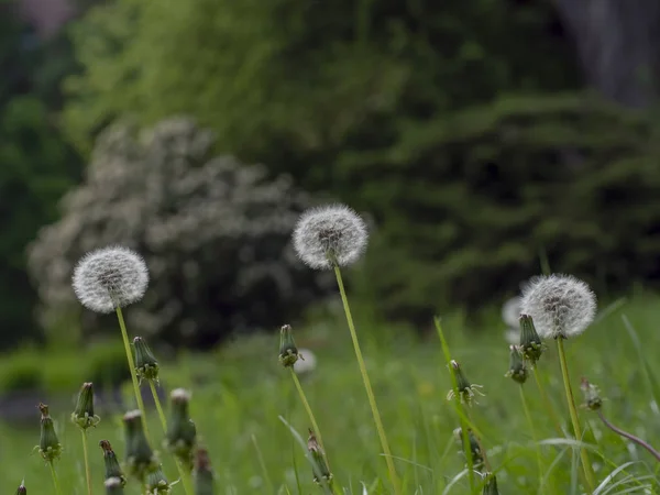 Three dandelion seeds balls on the green field — Stock Photo, Image