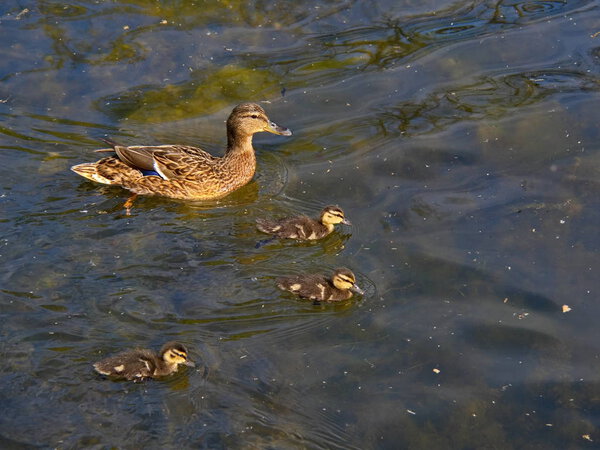 Duck family swimming on the lake when sunny spring day