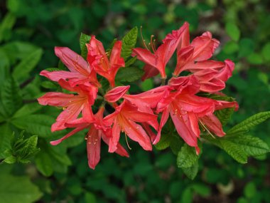 Bahar zamanı taze kırmızı çiçekler yeşil güzel görünür 