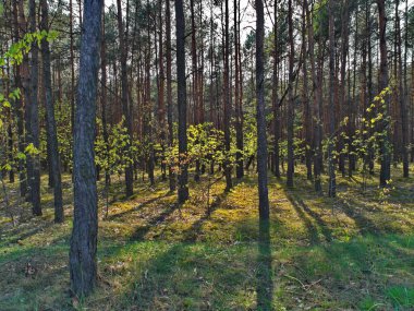 Ağaçlar arasındaki yakın arka ışıktan orman görünümü