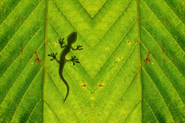 Sombra de camaleón en la hoja verde brillante —  Fotos de Stock