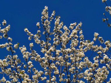 Sprin gelirken meyve ağacında tam beyaz çiçekler