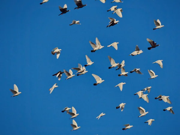 Vita duvor flyger på den blå himlen — Stockfoto