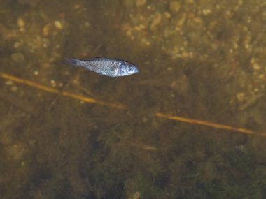 Ölü balık lar doğadan dolayı insan ürünlerinden zehirlendi