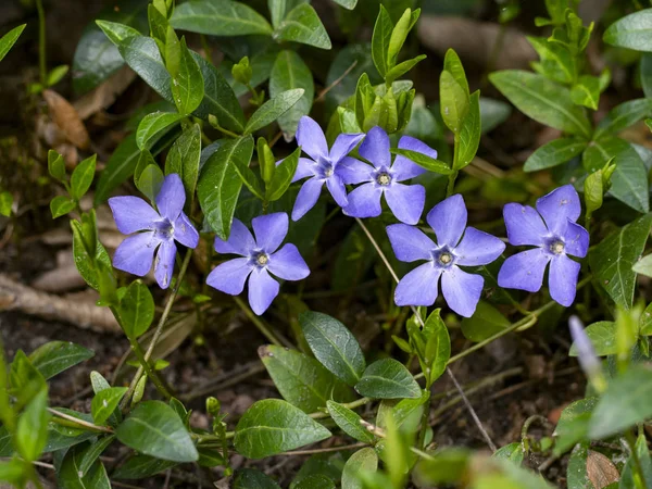 Six fleurs sauvages violettes dans le parc — Photo