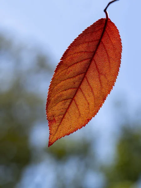 Fresh red leaf details front of the blue sky