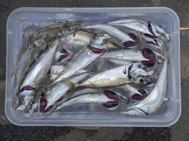 yanan bekleyen olta at uskumru balıkları ile avlanan