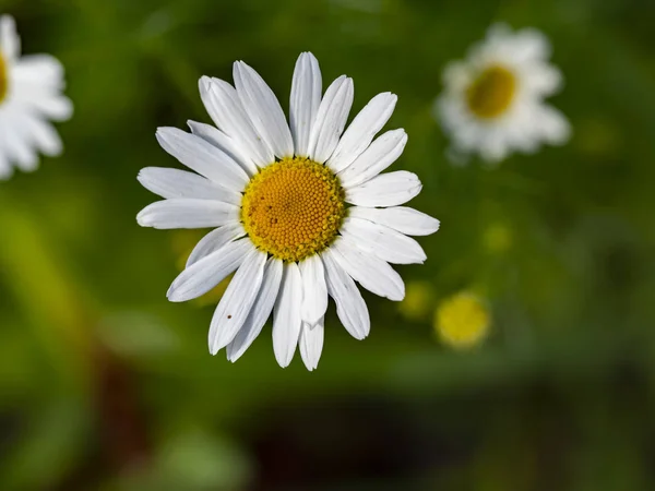 Daisy insanlar mutlu olmak için parlıyor