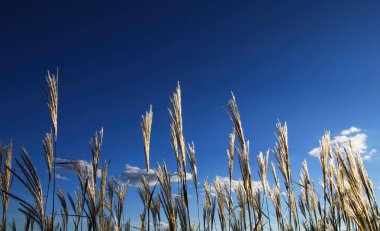 kuru otlar mavi gökyüzüne yükseldi
