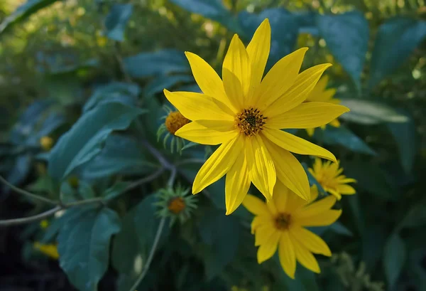 Güzel sarı vahşi flover kafa