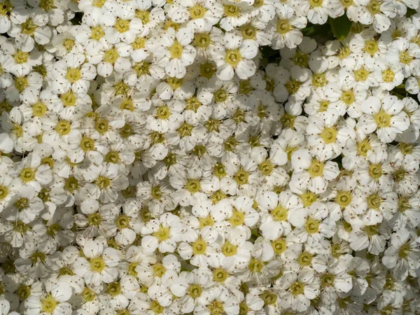 Πλήρες καρέ μικρά λευκά λουλούδια μοτίβο στον κήπο — Φωτογραφία Αρχείου