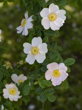 Bahar günleri güzel ışık pembe çiçekler yeşil leav önünde