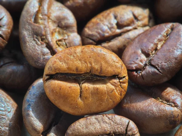 Brighter brown coffee seed between dark brown seeds