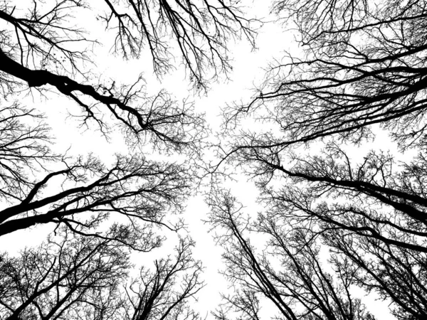 Ramas de árboles en el cielo brillante como una cúpula —  Fotos de Stock