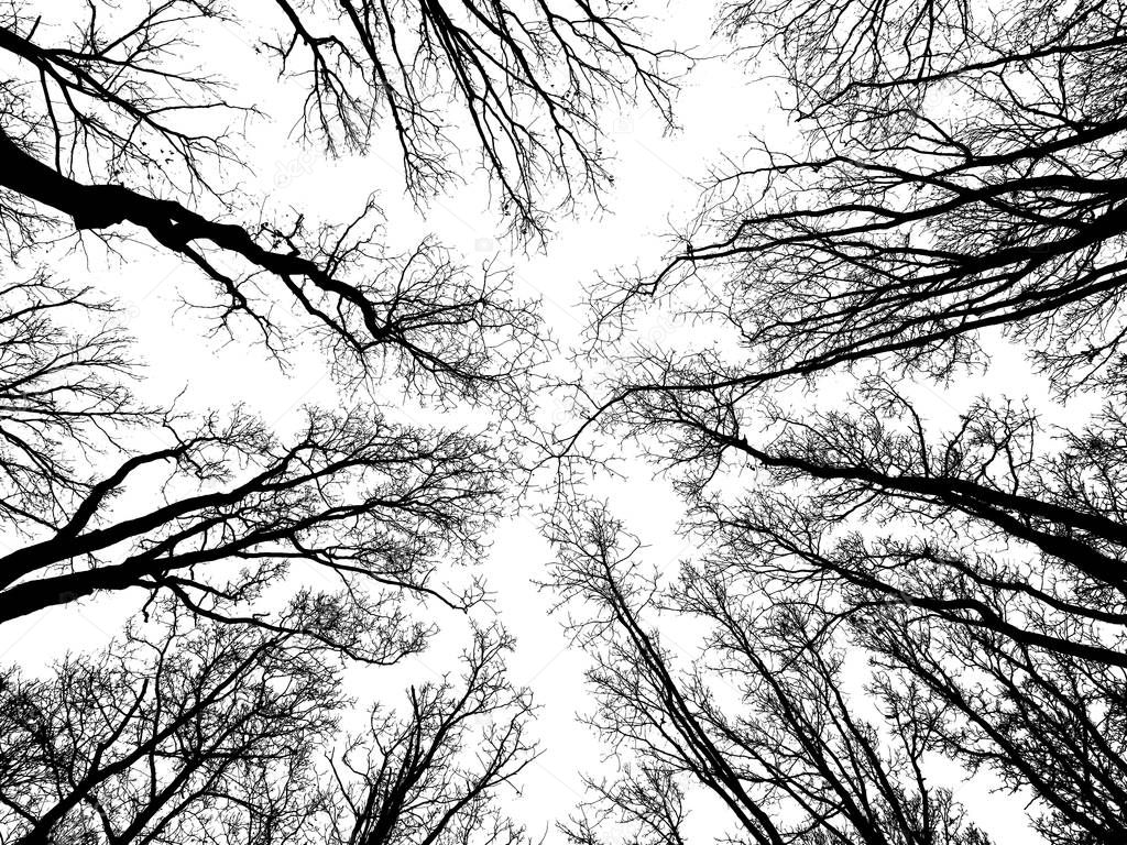 Tree branches on the bright sky like a dome