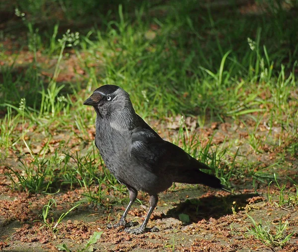 Sunny summer day crow is looking forward — Stock Photo, Image