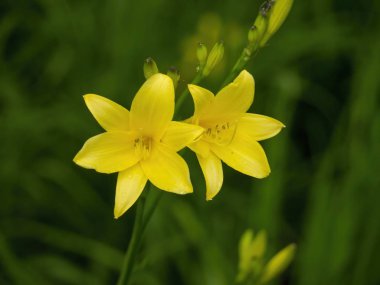 Bulanık koyu yeşil yaprakların iki sarı zambak çiçek ön