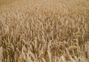 buğday bulutlu bahar günü alanı