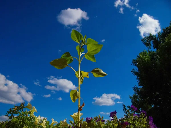 Young sunflower growing up under the sunlight into the garden.