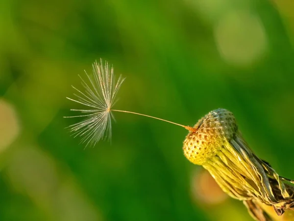 De laatste een paardebloem zaad wachten sterkere wind — Stockfoto