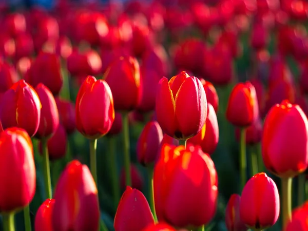 Muitas tulipas vermelhas — Fotografia de Stock